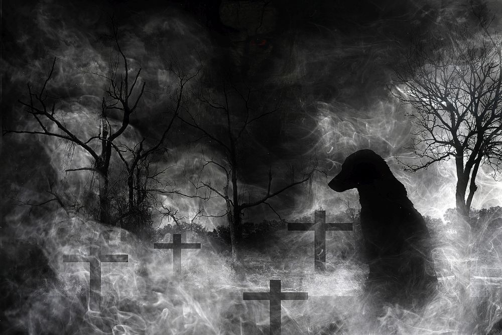 Чёрный Шак пёс призрак. Призрачный пес Автор. Призрачный черный фильтр. Картина вышедший из леса с собакой черно-белая. Благородный черный пес